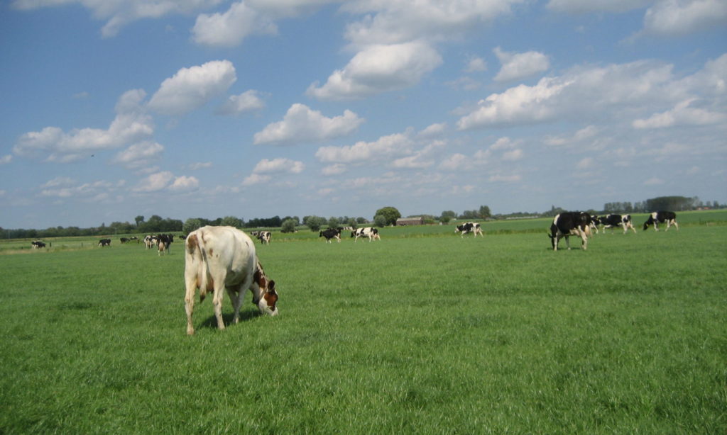 Magen van de koe - Melkveehouderij Mulder vof
